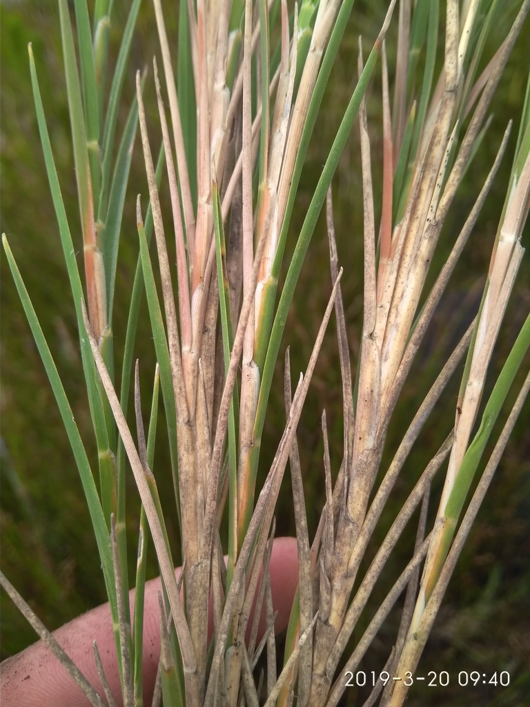 Ehrharta rupestris