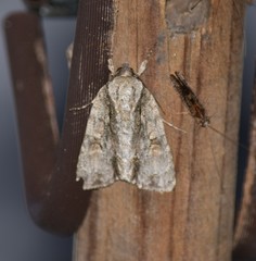 Acronicta connecta