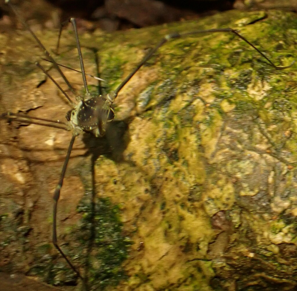 daddy longlegs