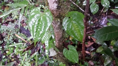 Dioscorea seriflora