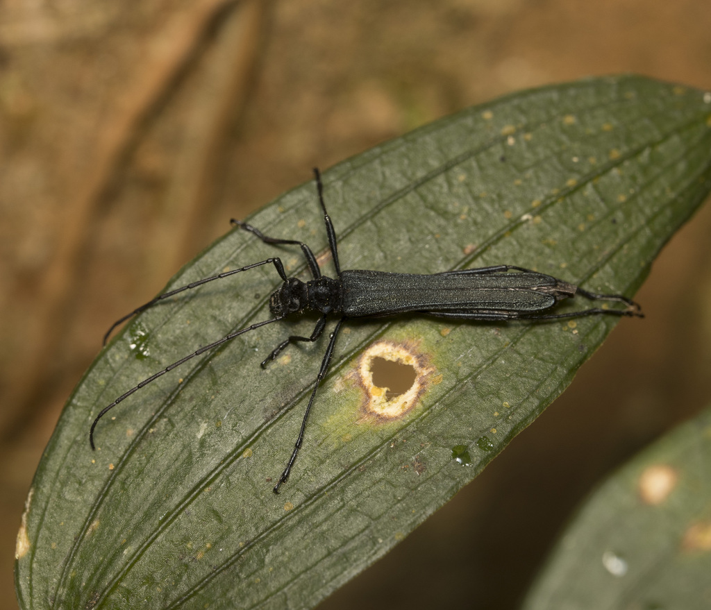 Stenorhopalus gracilis