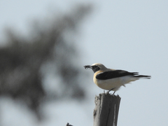 Oenanthe hispanica