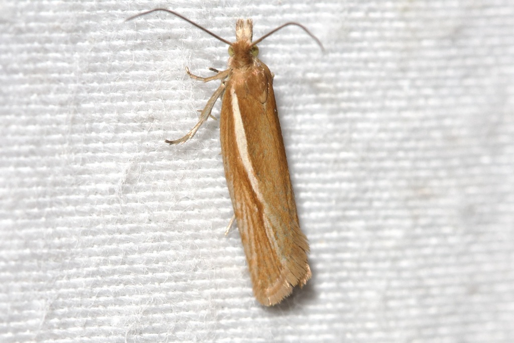 Ancylis longestriata