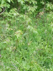 Toxicodendron radicans