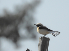Oenanthe hispanica
