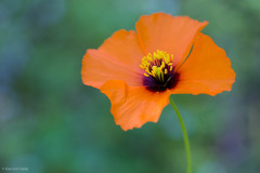 Papaver heterophyllum