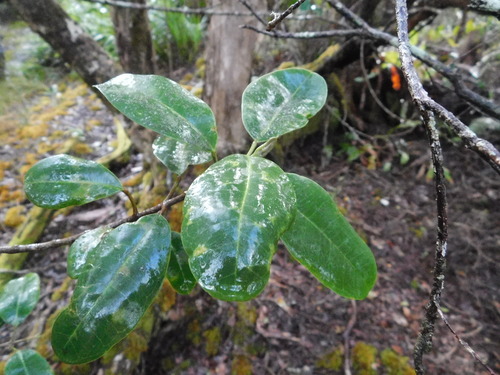 Melicope kavaiensis observed 2023-11-10