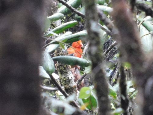 Vestiaria coccinea observed 2023-11-10