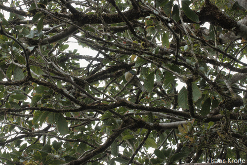 Red-eared Fruit Dove (Ramphiculus fischeri), photo 2