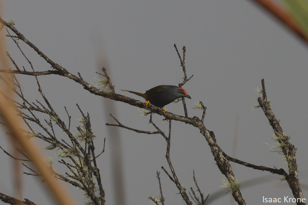 Fiery-browed Starling (Enodes erythrophris), photo 1