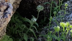 Cryptantha barbigera barbigera