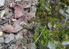 Apyrrothrix araxes arizonae