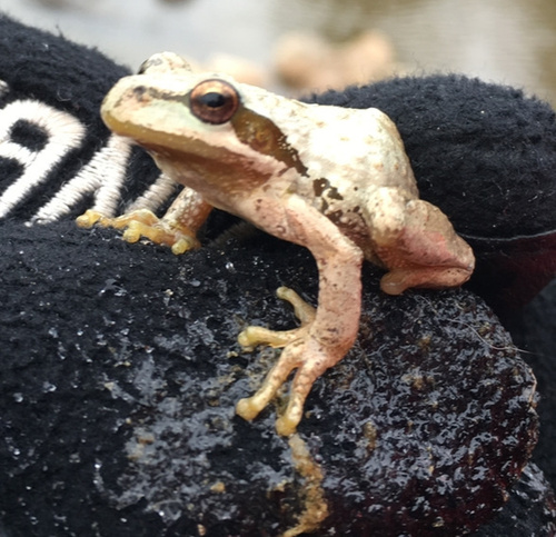 Pacific Tree Frog