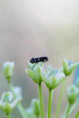 Adela septentrionella