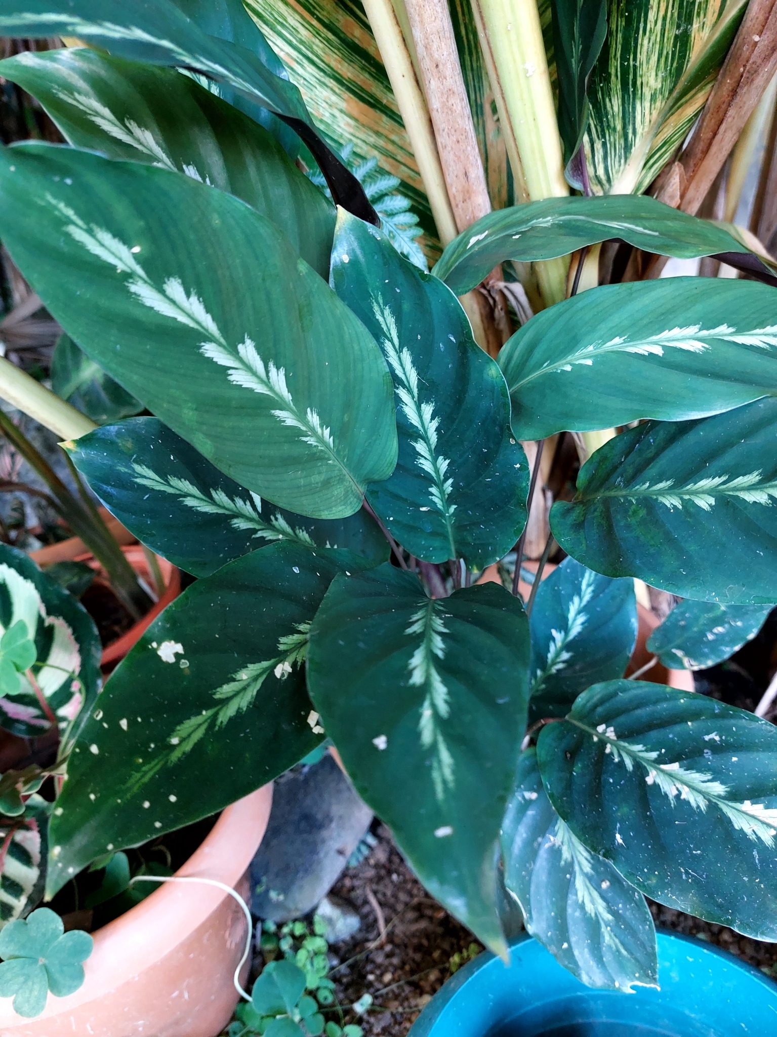 Imagem de Maranta