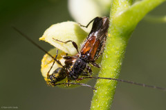 Molorchus longicollis