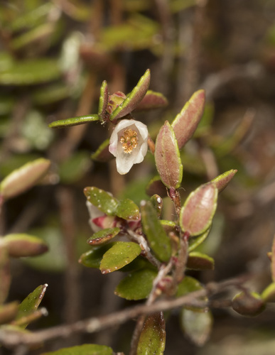 Image of Gaultheria antarctica by (c) Pablo Silva, some rights reserved (CC BY)