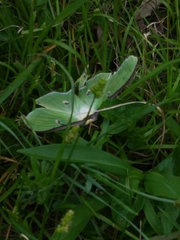 Actias luna