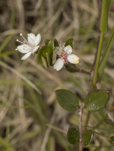 Image of Myrteola nummularia by (c) Pablo Silva, some rights reserved (CC BY)