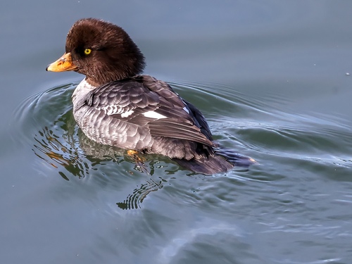 Barrow's Goldeneye