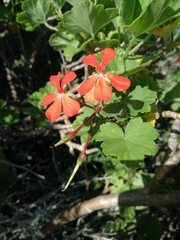 Pelargonium inquinans