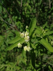 Lippia javanica