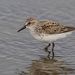 Semipalmated Sandpiper - Photo (c) Greg Lasley, some rights reserved (CC BY-NC), uploaded by Greg Lasley