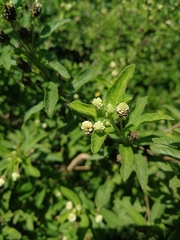 Lippia javanica