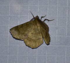 Erastria decrepitaria