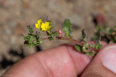 Camissoniopsis intermedia