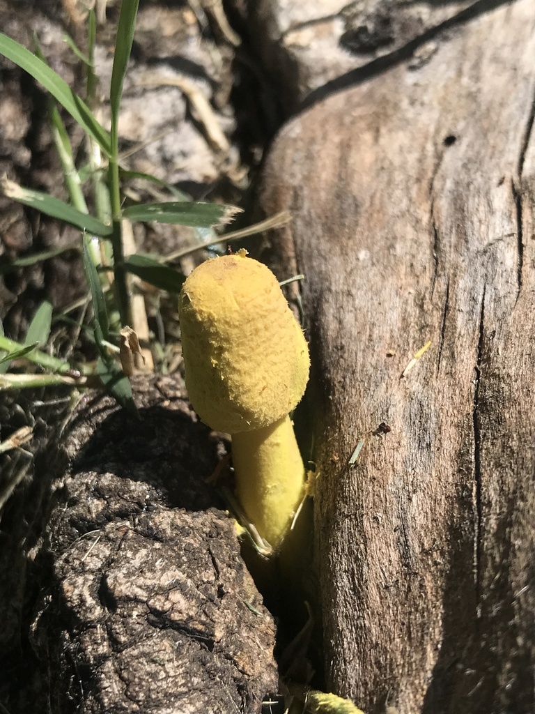 Leucocoprinus birnbaumii · December 2023 · photo: © tutitah (iNaturalist, cc0)