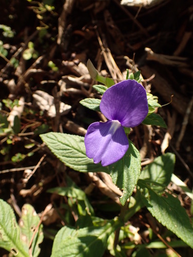 Matourea azurea, photograph 4