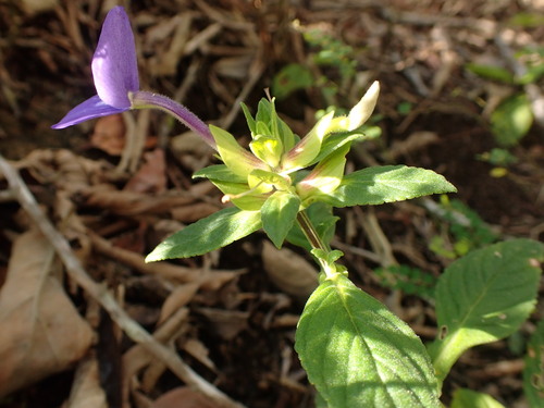 Matourea azurea, photograph 6