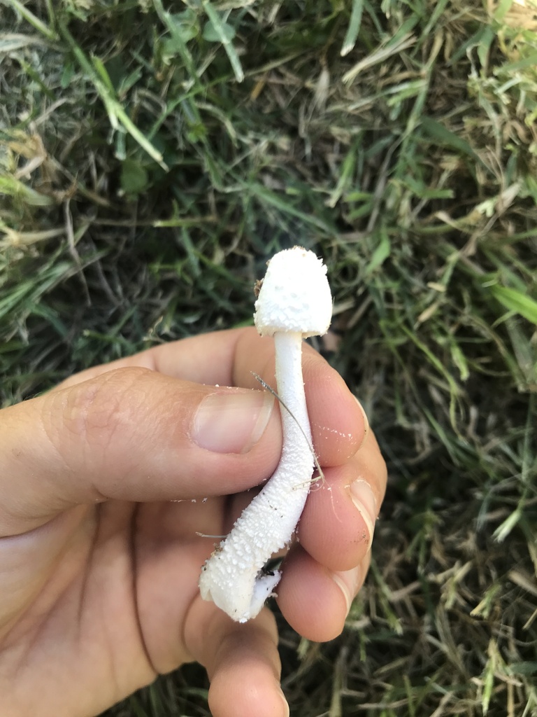 Leucocoprinus cretaceus · December 2023 · photo: © tutitah (iNaturalist, cc0)