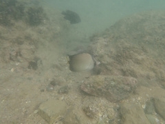 Chaetodon decussatus