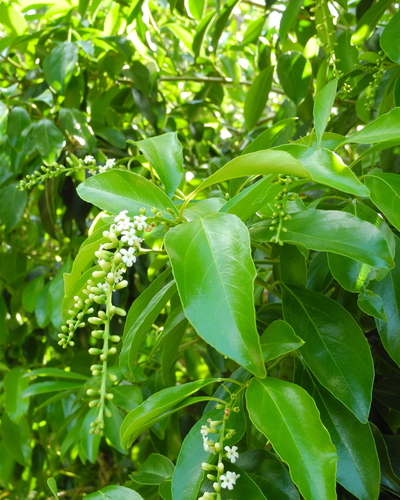 Citharexylum spinosum