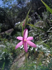 Hesperantha huttonii
