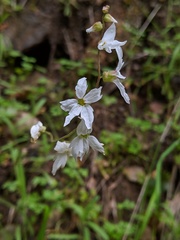Lithophragma heterophyllum