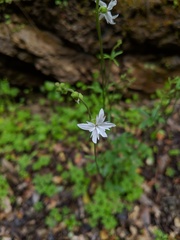 Lithophragma heterophyllum