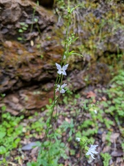 Lithophragma heterophyllum