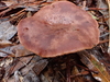 Lactarius quietus - Photo (c) David Wilkins, some rights reserved (CC BY), uploaded by David Wilkins