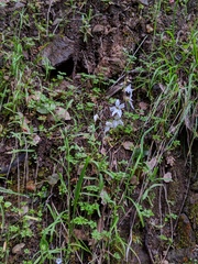 Lithophragma heterophyllum
