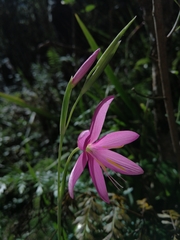 Hesperantha huttonii
