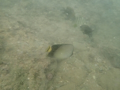 Chaetodon decussatus