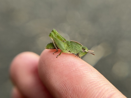 Green-striped grasshopper