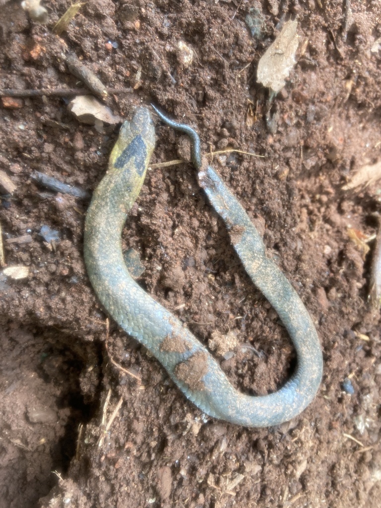 Assam Mountain Snake
