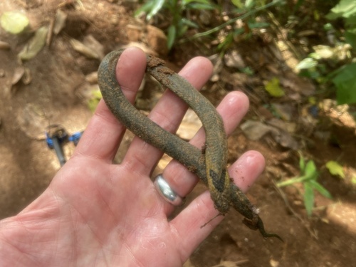 Assam Mountain Snake