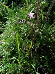 Hesperantha huttonii