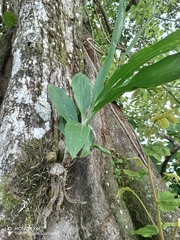 Catasetum maculatum image