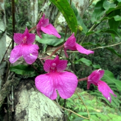 Comparettia falcata